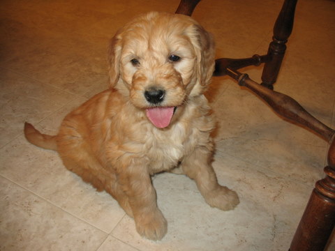 goldendoodle puppies pictures. Goldendoodle pup